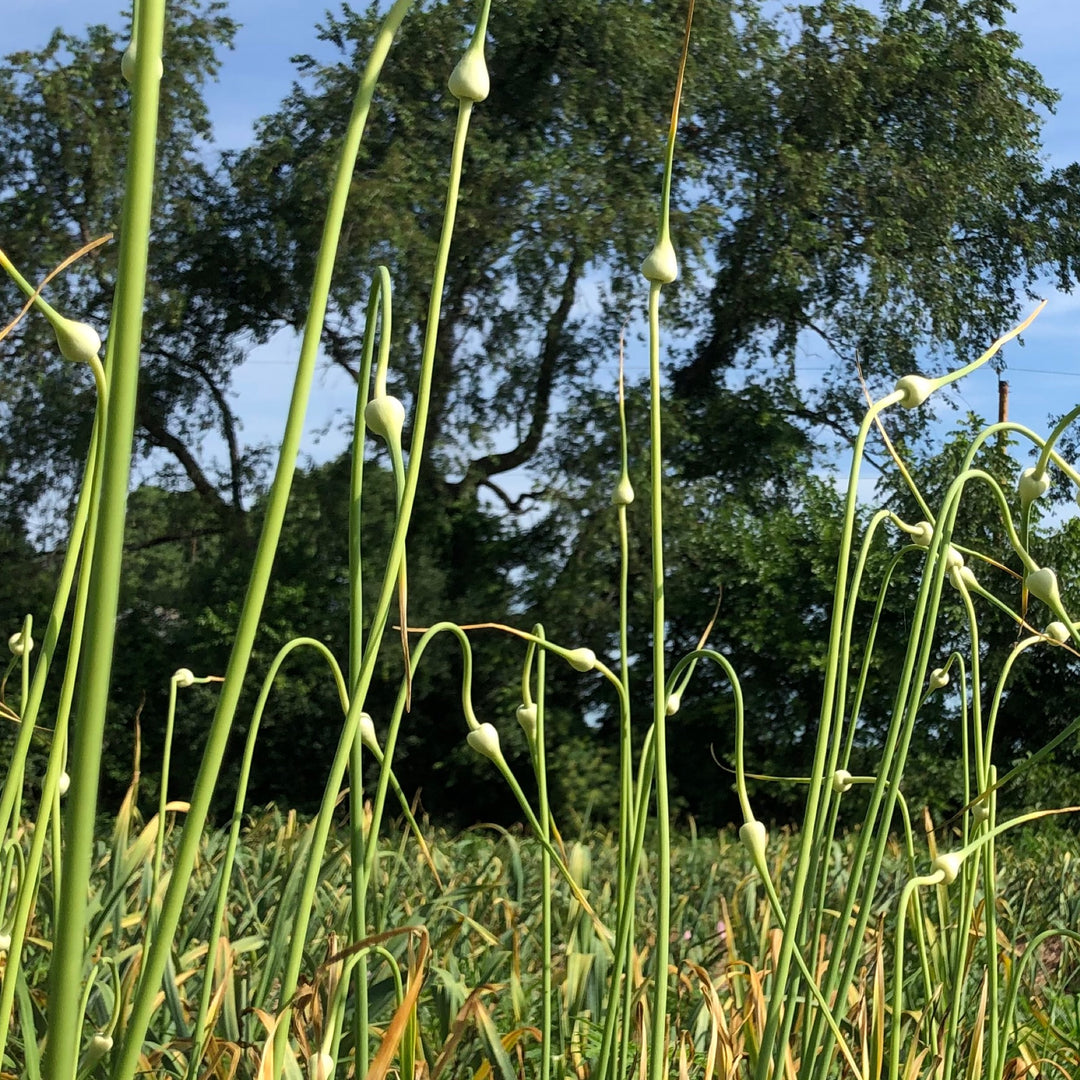 Organic Garlic Scape Powder