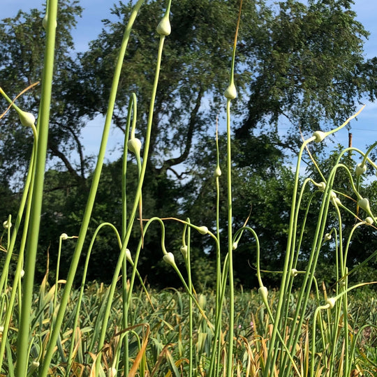 Organic Garlic Scape Powder