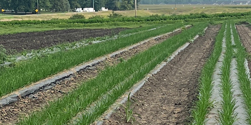 Young garlic chive plants growing in long rows under plastic mulch on an open farm field