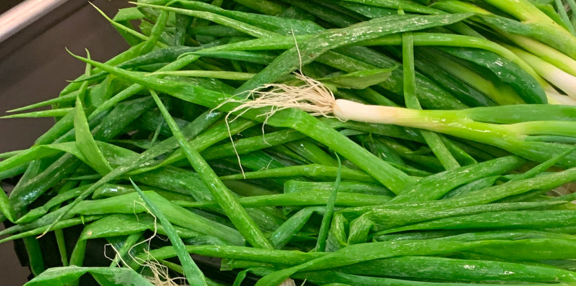 Freshly harvested green onions with roots attached, piled in a stainless steel tray
