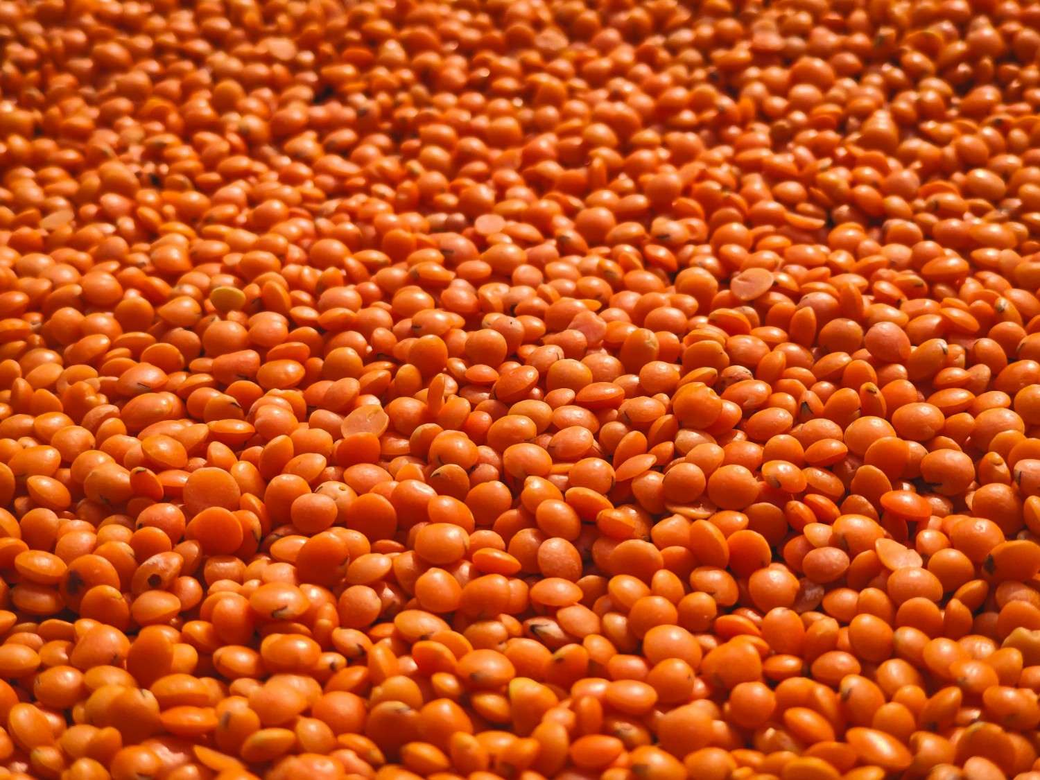 Low FODMAP Lentils: Your 2026 Guide