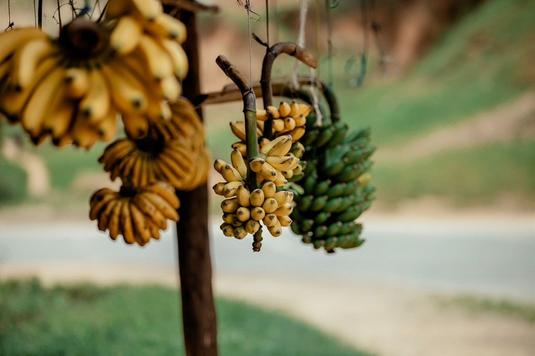 Are Bananas Low FODMAP? Ripeness Guide, Serving Sizes, and Recipes