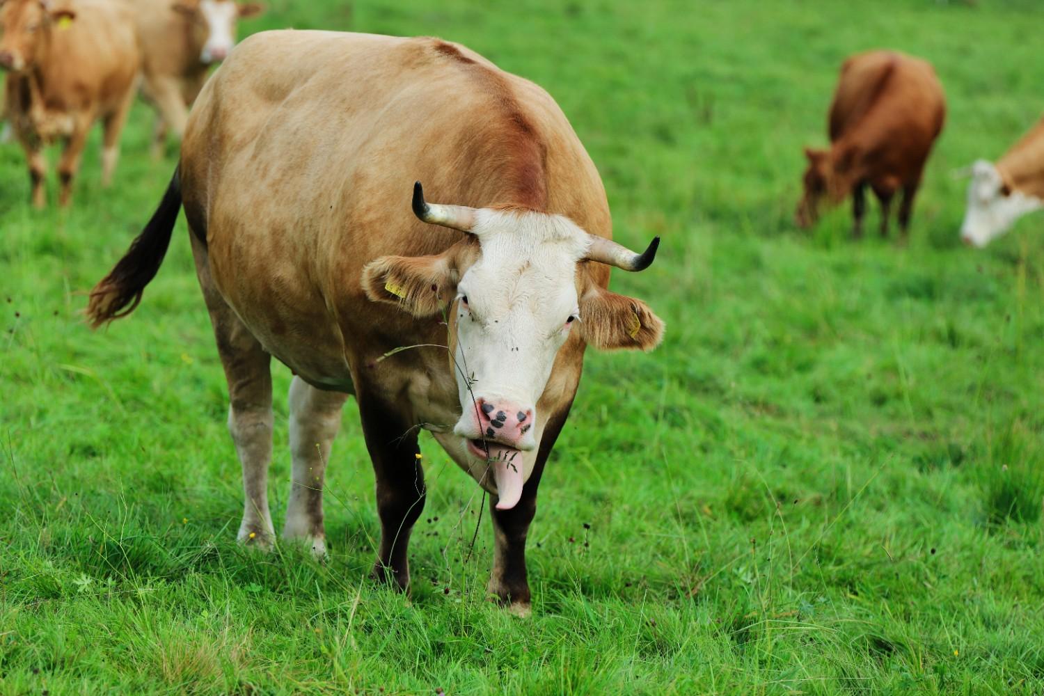 How to Choose Organic Grass-Fed Bone Broth