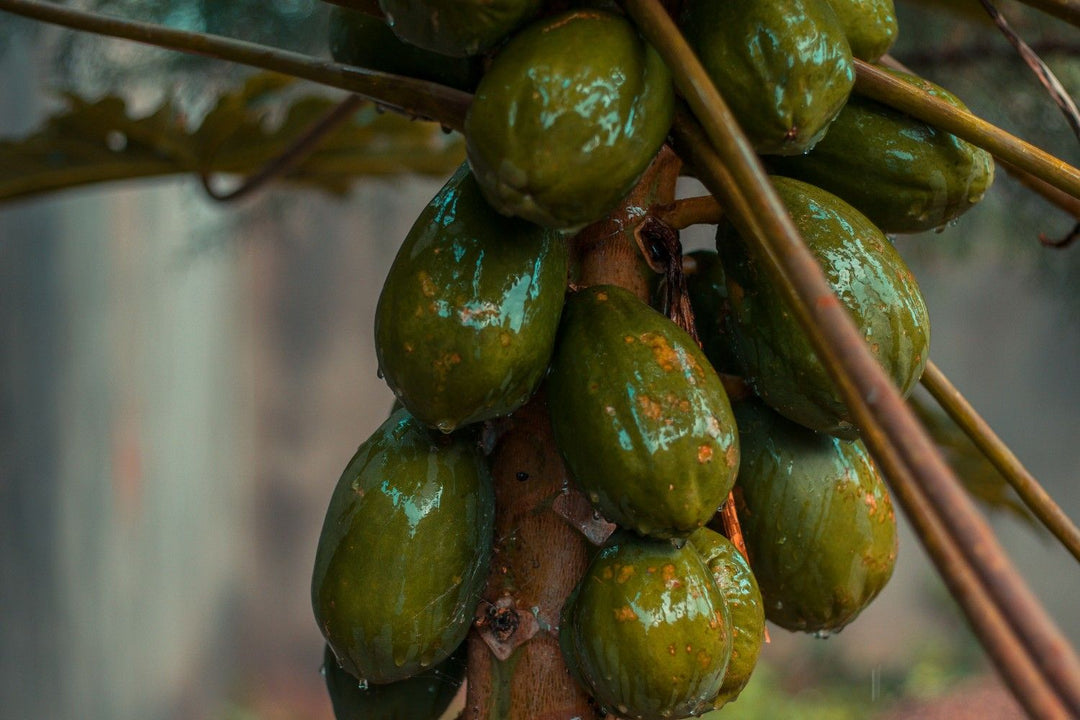 FODMAP Papaya: Safe Serving Sizes & Recipes