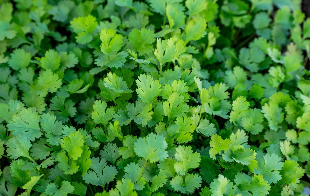 Alternatives to High FODMAP Seasonings: The Complete Gut-Safe Flavor Guide