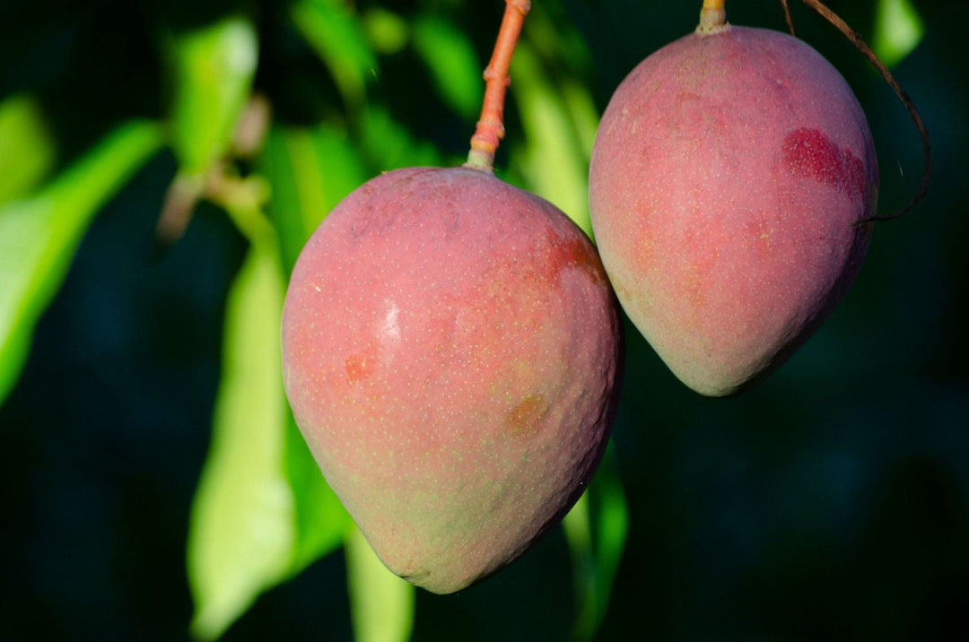 Is Mango Low FODMAP? Safe Servings & Recipes