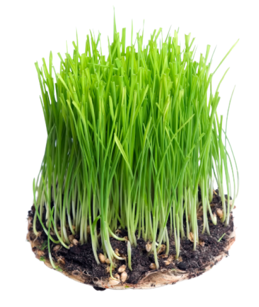 growing chives