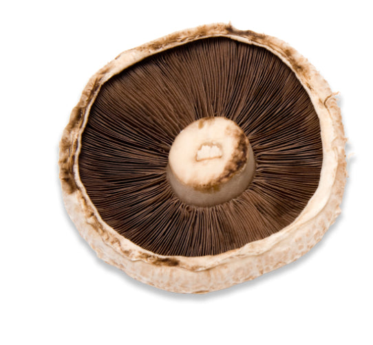 Portobello Mushroom