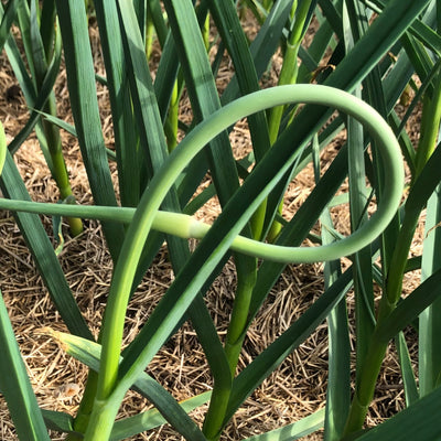 Low FODMAP Garlic Scape Powder