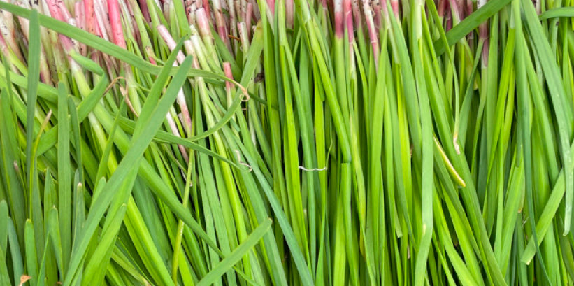 Freshly harvested garlic chives laid in a dense row, deep green leaves above pale pink stem bases