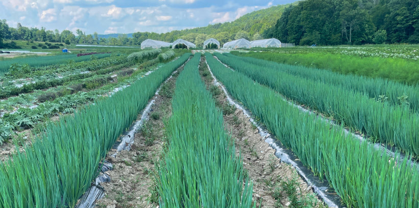 Long rows of green onions growing on a hillside farm, with polytunnels and wooded hills behind
