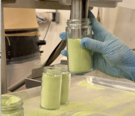 A gloved hand holding a glass jar of pale green garlic scape powder beneath a filling machine
