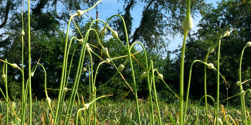 Garlic scapes curling above the crop in an open field, backlit against a blue summer sky