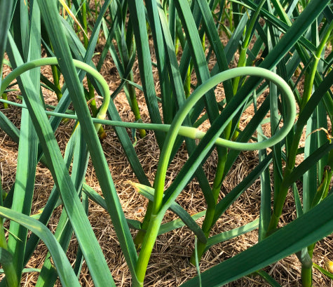 A single garlic scape curled into a loop, growing among green garlic leaves in a straw-mulched row
