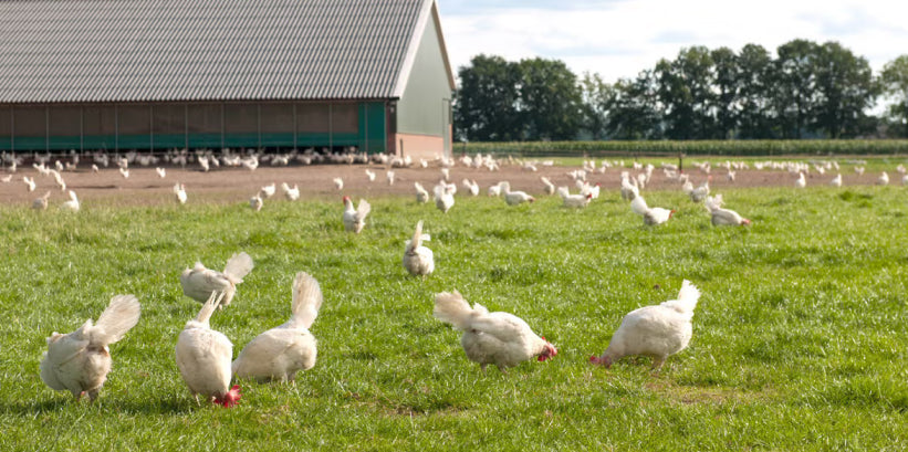 Free-range chickens grazing on open pasture beside a barn